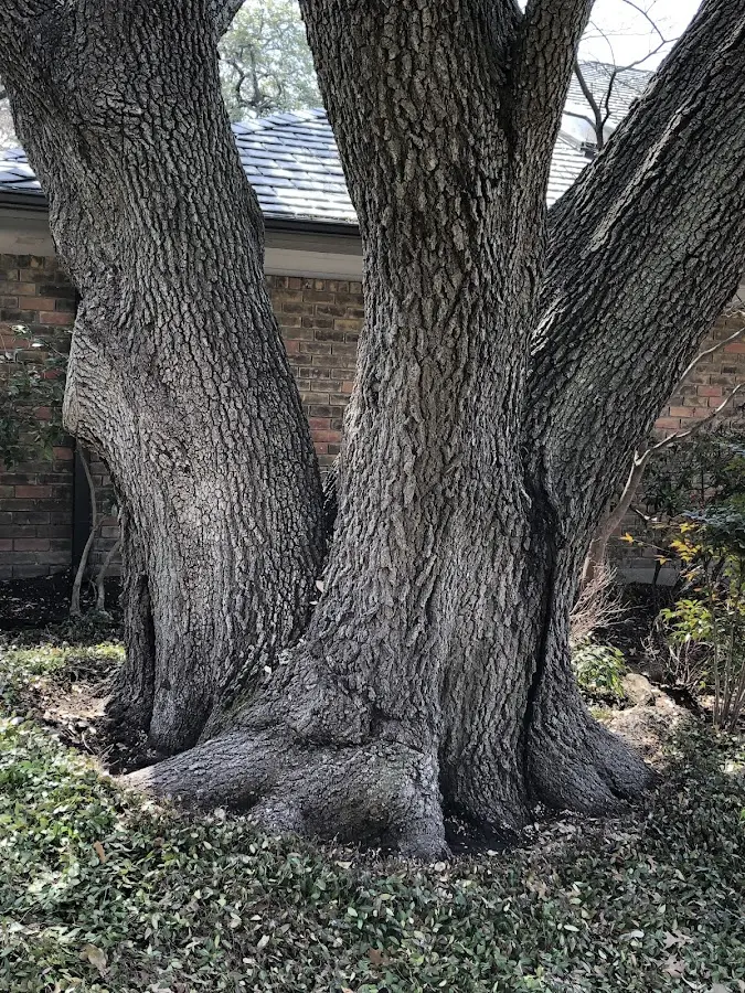 Mature heritage tree close to a Roaring Spring property cared for by certified arborists